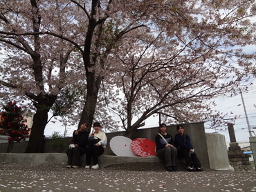 蓮華寺さくら前②.JPG